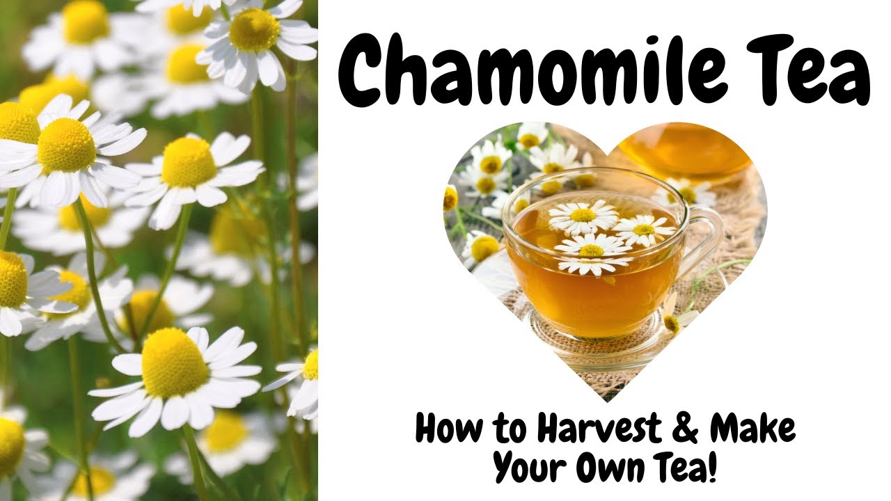 DIY Chamomile Tea: Harvest, Brew & Enjoy from Fresh Blooms